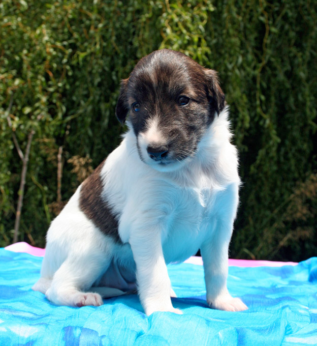 Surf Spots - Girl 1 Sit Dreamy